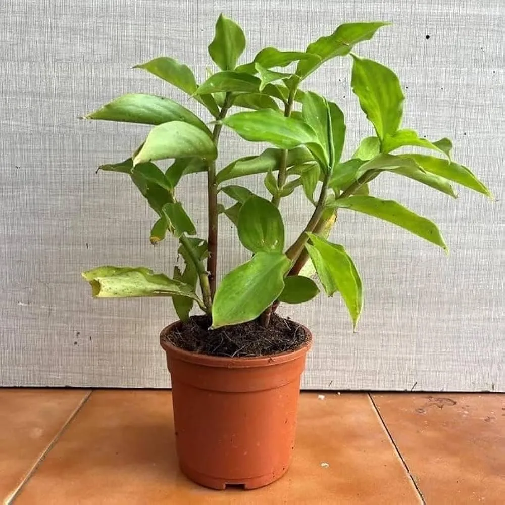 Insulin Plant (Costus igneus)