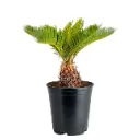 Sago Palm (Cycas revoluta)