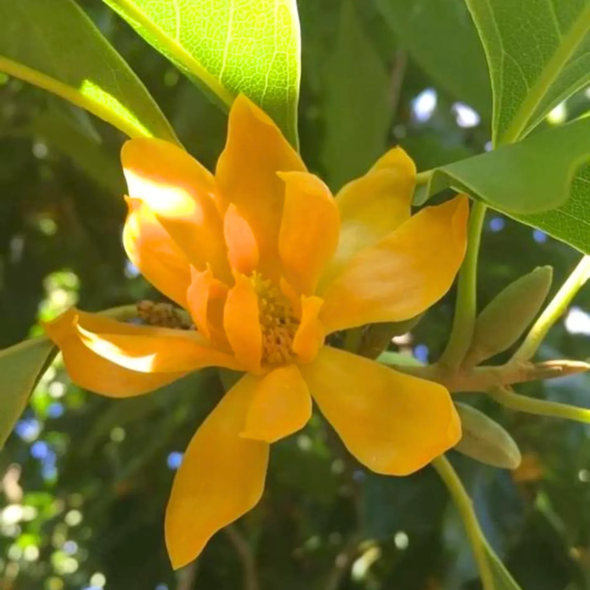 Michelia Champa, Son Champa ( Orange, Grown Through Seed ) - Plant