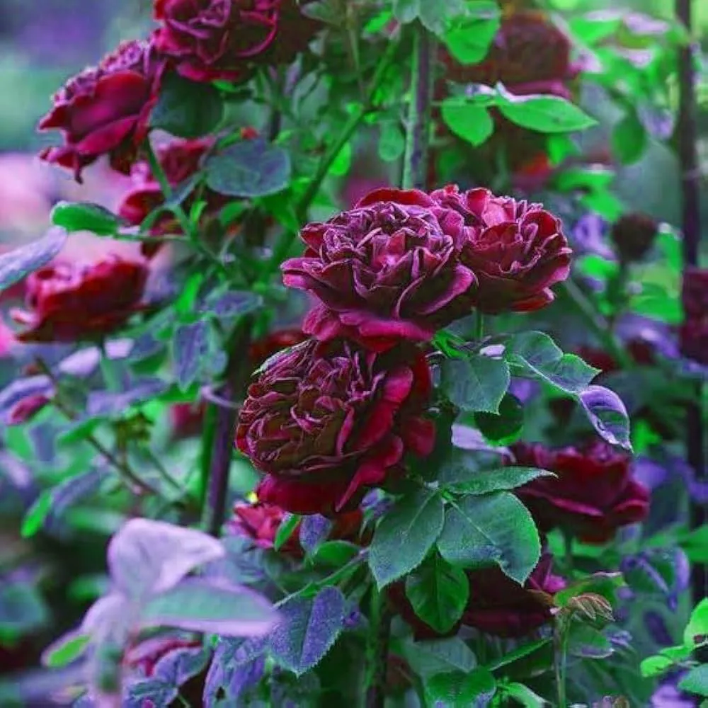 Miniature Rose, Button Rose (Maroon) - Plant