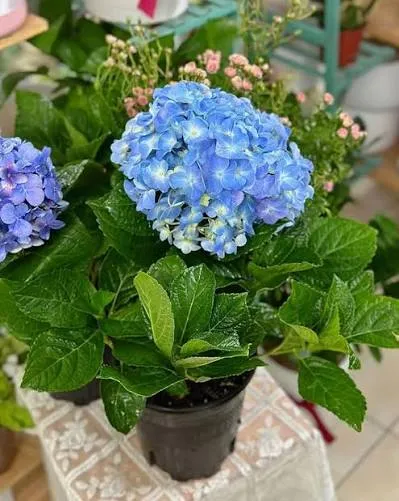 Hydrangea Macrophylla (Blue) - Plant