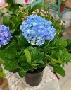 Hydrangea Macrophylla (Blue) - Plant