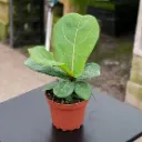 Ficus Lyrata Bambino, Dwarf Fiddle Leaf Fig - Plant