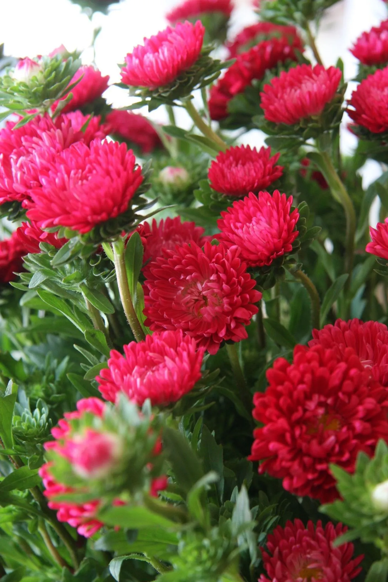 Aster (Red) - Plant