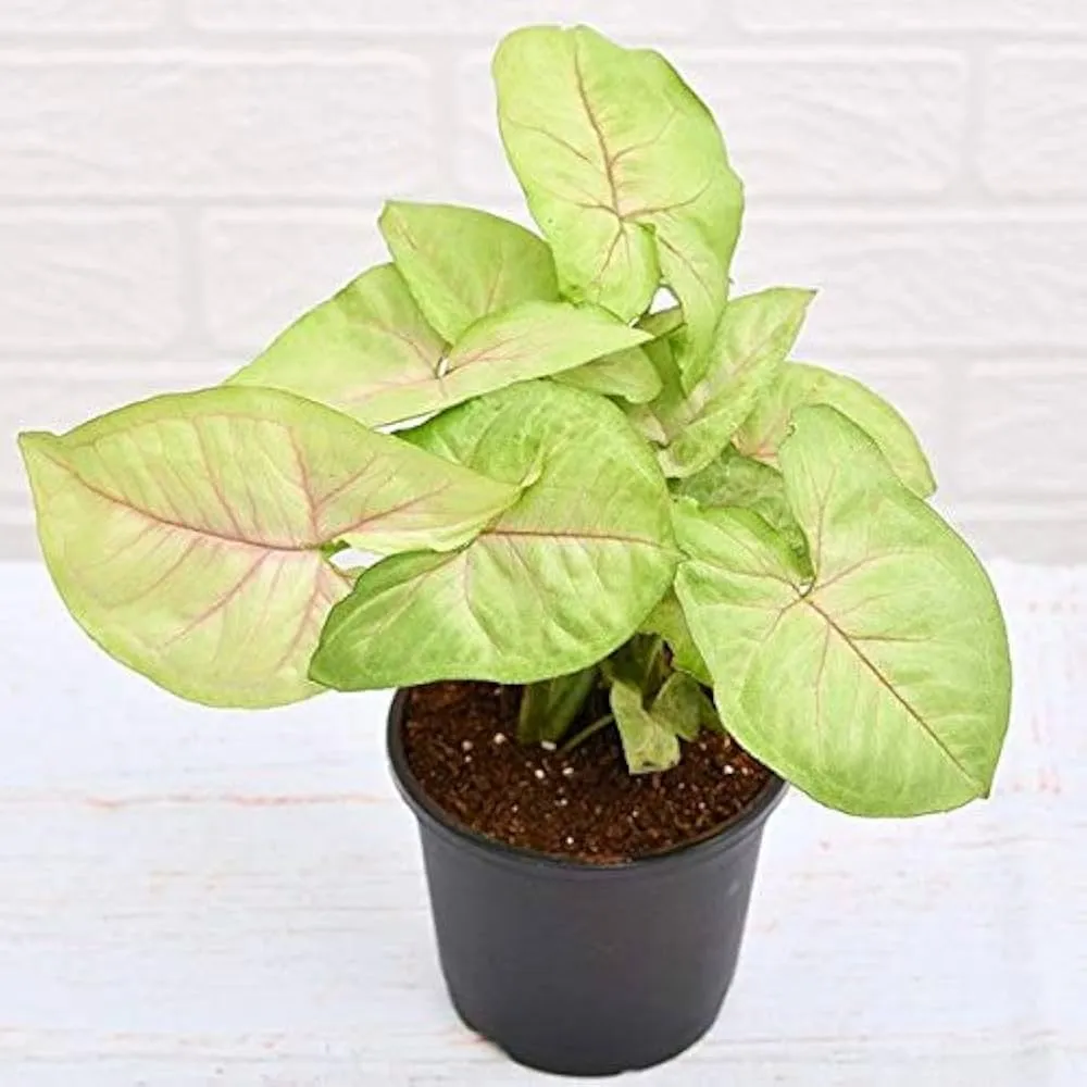 Syngonium Cream allusion (Pink veins) Plant
