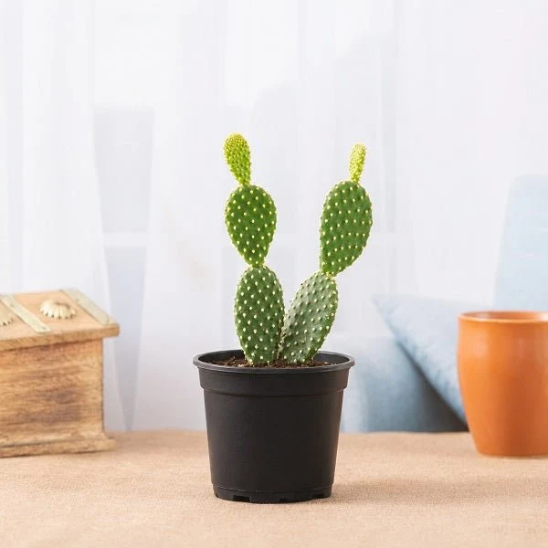 Bunny Ear Cactus, Opuntia microdasys - Cactus Plant