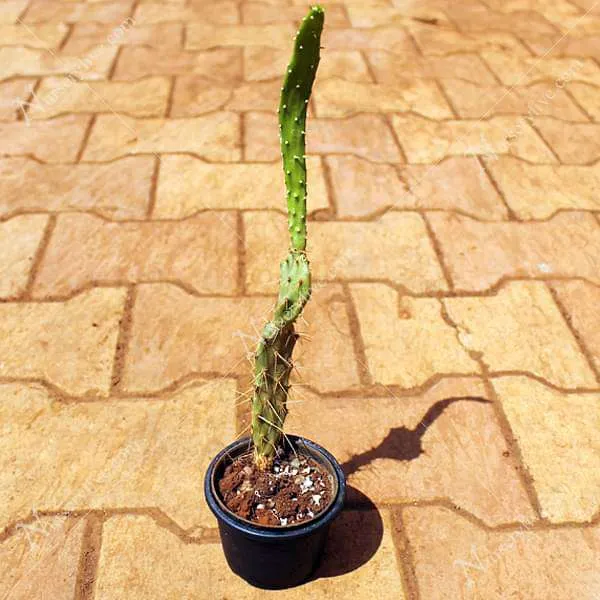 Elongated Opuntia - Cactus Plant