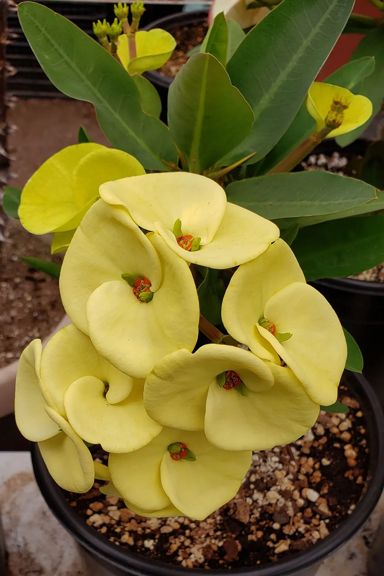 Euphorbia (Yellow) – Succulent Plant