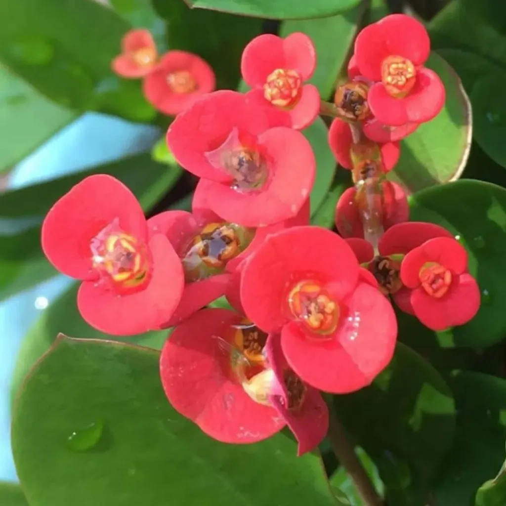 Euphorbia red plant