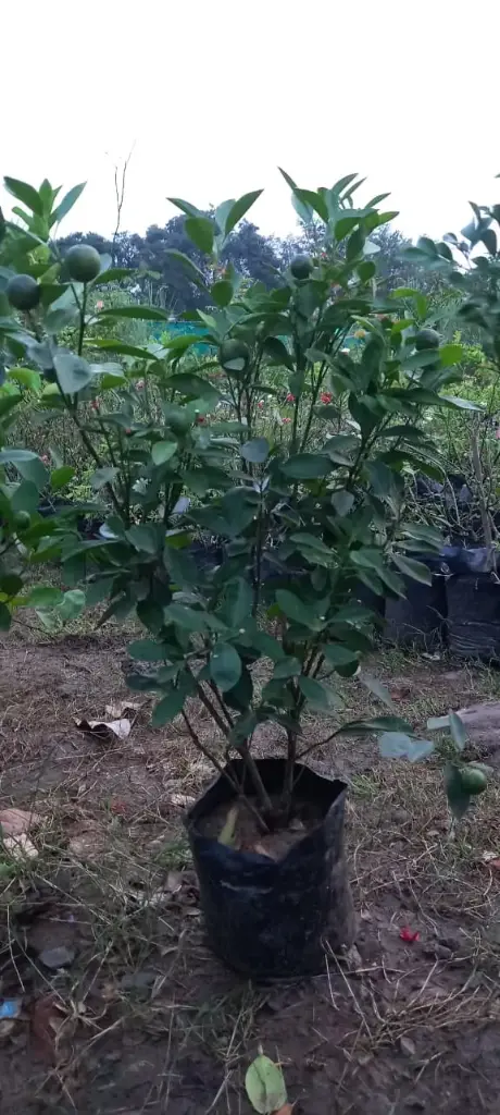 Lemon hybrid