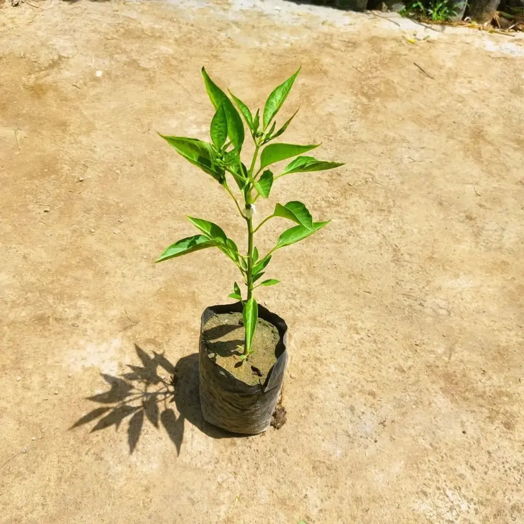 Green Chilli
