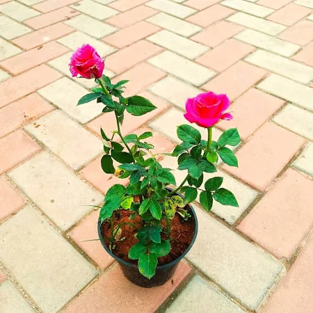 pink rose