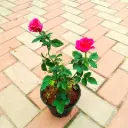 pink rose