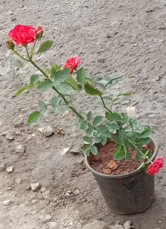 red rose