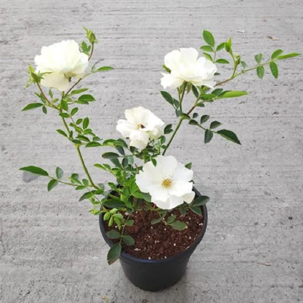 White Rose