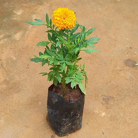 Marigold / Genda orange colour  co
