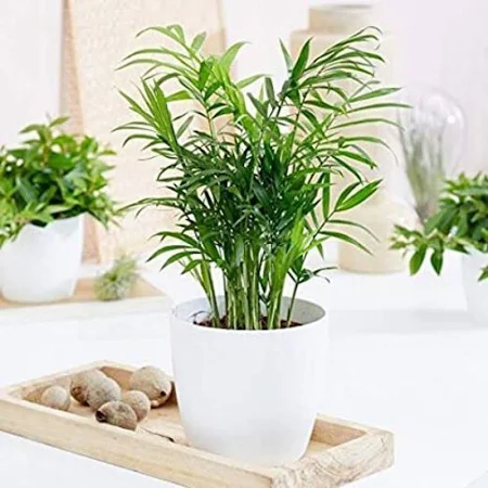 Chamaedorea elegans palm plant.