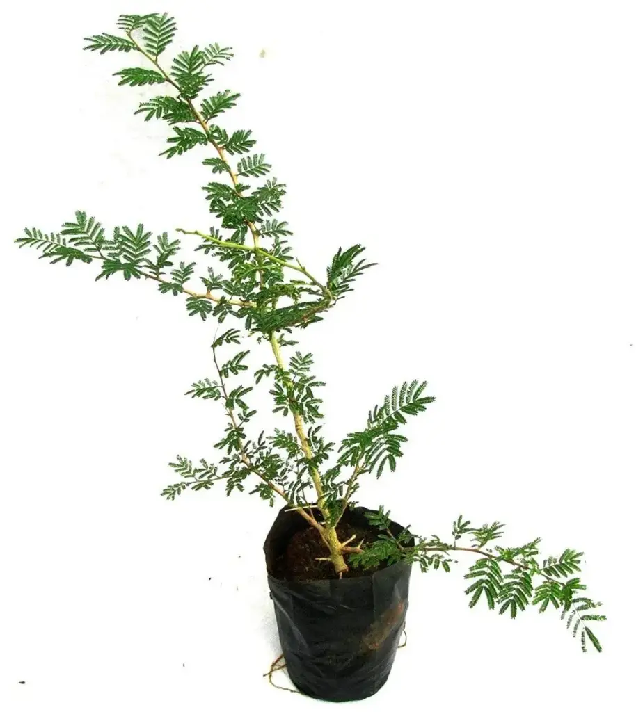Shami - Plant