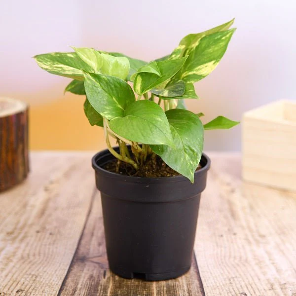 Money Plant, Scindapsus (Green)