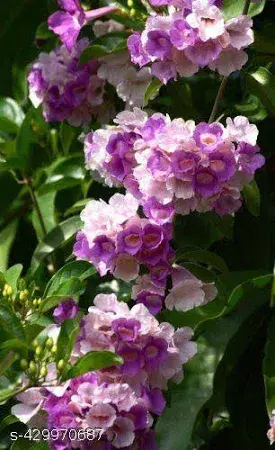 Garlic Vine Plant