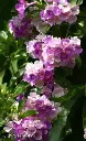 Garlic Vine Plant