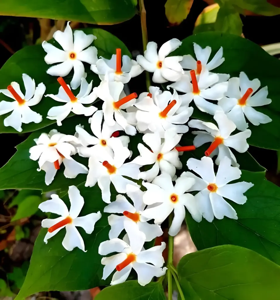 Harshringar Parijat Plant