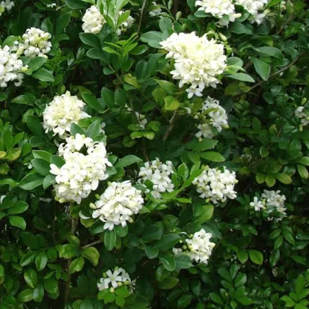 Kamini Murraya Paniculata Plant
